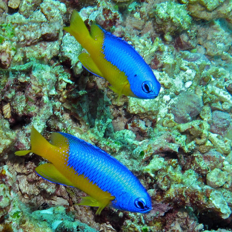 Pomacentrus auriventris  lot de 4