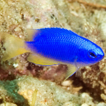 Pomacentrus coelestis : 3 à 4 cm
