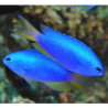 Pomacentrus coelestis : 3 à 4 cm
