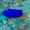 Pomacentrus coelestis : 3 à 4 cm