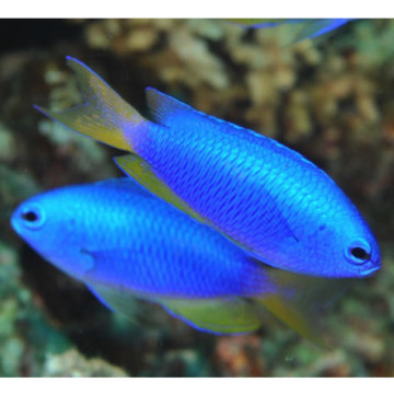 Pomacentrus coelestis : 3 à 4 cm  lot de (4)