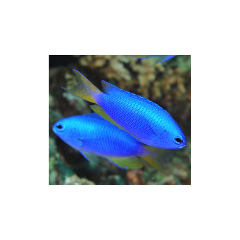 Pomacentrus coelestis : 3 à 4 cm lot de (4) Pomacentrus coelestis : 3 à 4 cm lot de (4)