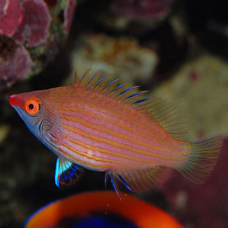 Pseudocheilinops ataenia 2-3 cm