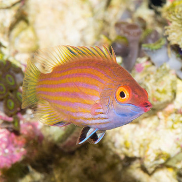 Pseudocheilinops ataenia 2-3 cm