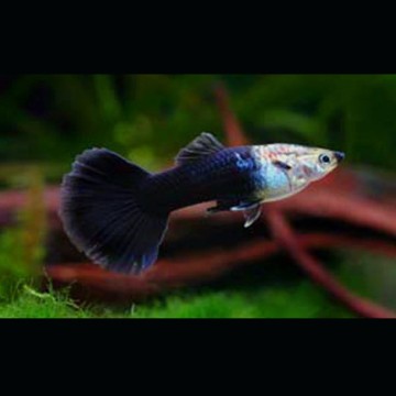 Guppy's mannetje Black-Tuxedo