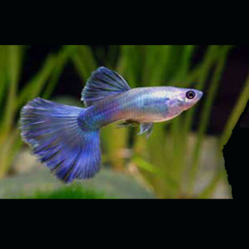 Guppy's mannetje Blue-Moscow