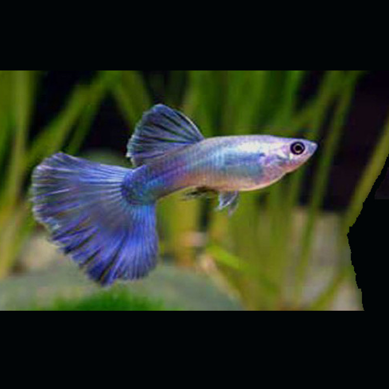 Guppys mâles Blue silver
