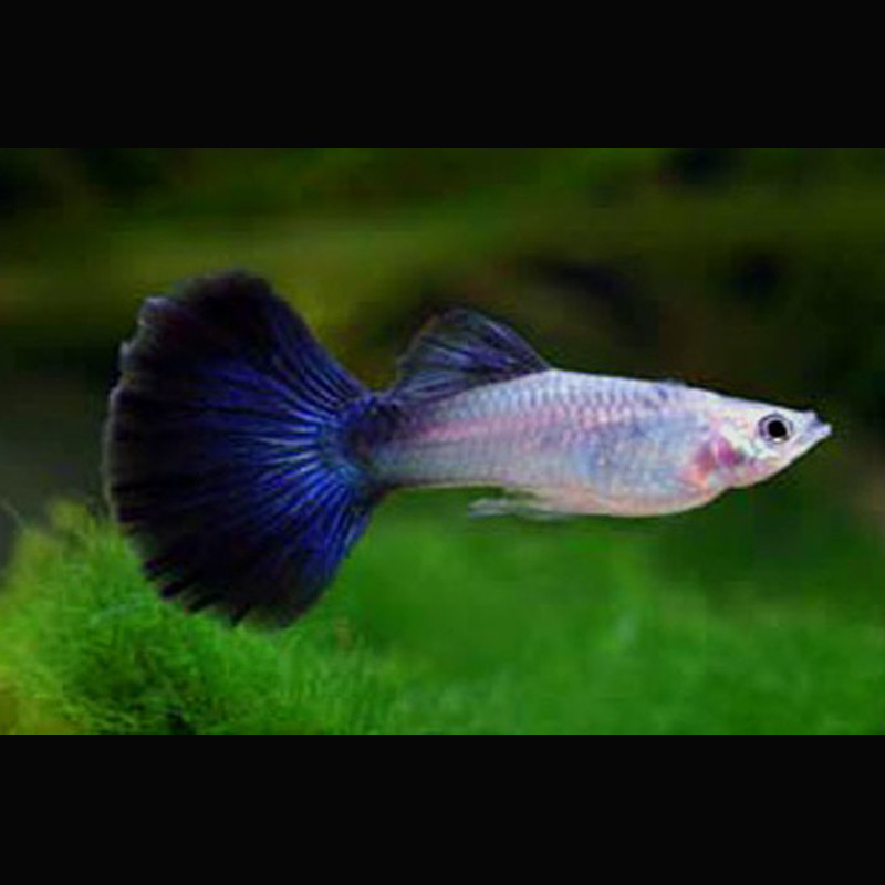 Guppy's mannetje Blue-silver