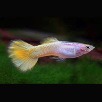 Guppy's mannetje Lemon