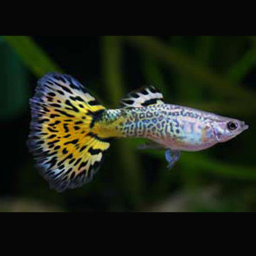 Guppy's mannetjes wellow-Snake-Skin