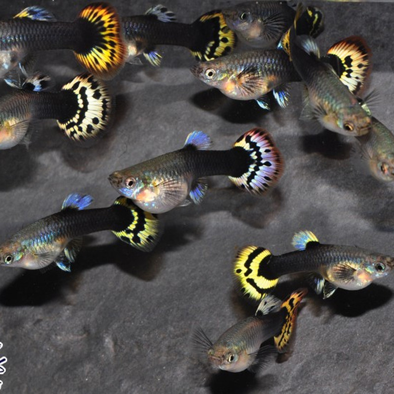 Guppy's vrouwtjes (Poecilia reticulata)