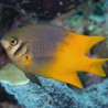 Neogelphidodon Nigoris: 2 tot 4 cm  