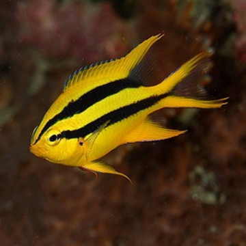 Neogelphidodon Nigoris: 2 tot 4 cm  