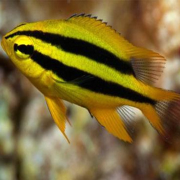 Neogelphidodon Nigoris: 2 tot 4 cm  