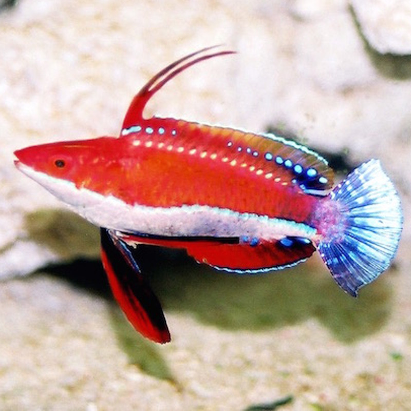 Cirrhilabrus rubriventralis : 4-6 cm - superbe