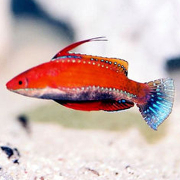 Cirrhilabrus rubriventralis : 4-6 cm - superbe