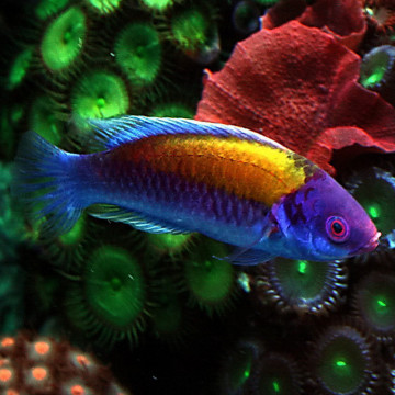 Cirrhilabrus aurantidorsalis mâle : 6 à 8 cm