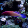 Cirrhilabrus Rubrisquamis mâle 8-10 cm