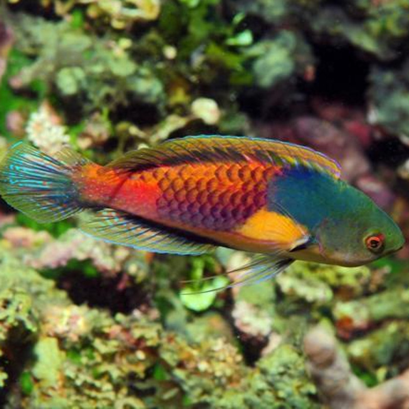 Cirrhilabrus Lyukyuensis - Cirrhilabrus ryukyuensis mâle 10-12 cm Cirrhilabrus Lyukyuensis - Cirrhilabrus ryukyuensis mâle 10-12 cm