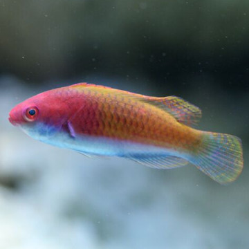 Cirrhilabrus cyanopleura femelle : 4 à 6 cm  