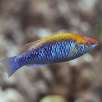 Cirrhilabrus lubbocki femelle (Indonésie)