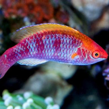 Cirrhilabrruik Lubbocki Mannelijk (Indonesië)