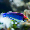 Cirrhilabrus solorensis mâle 5-7 cm