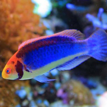 Cirrhilabrus solorensis mâle 5-7 cm