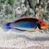 Cirrhilabrus solorensis mâle 5-7 cm