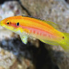Bodianus Bimaculatus : 5-8 cm  49,50 €