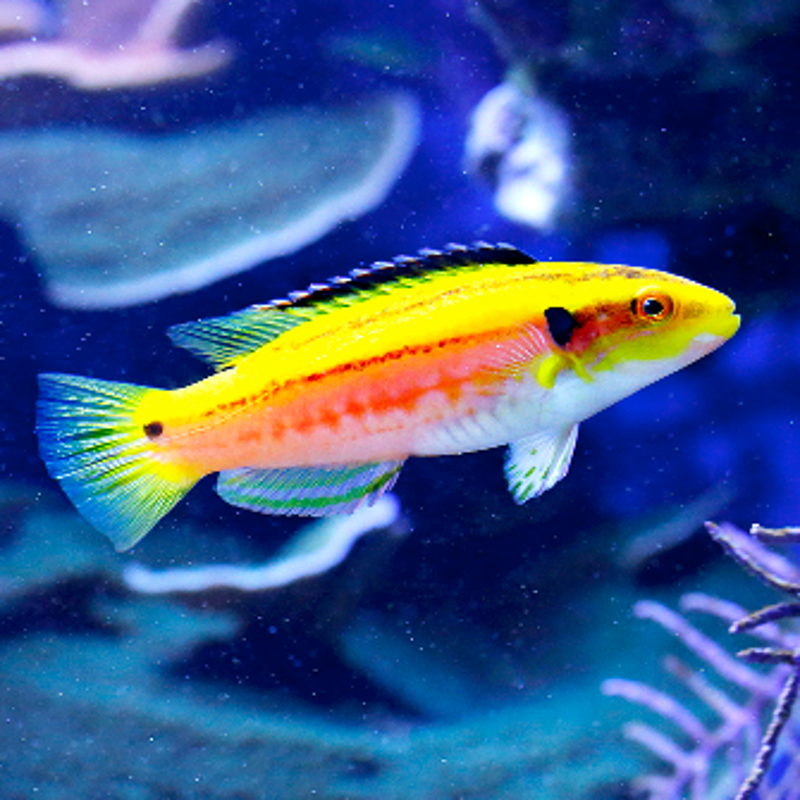 Bodianus Bimaculatus : 5-8 cm  