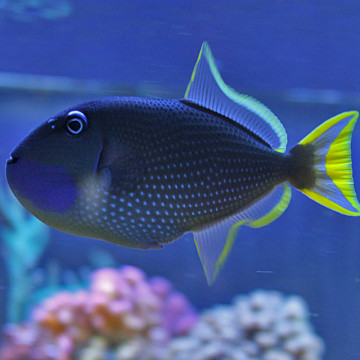 Xanthichthys auromarginatus mâle : 10-12 cm