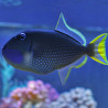 Xanthichthys auromarginatus mâle : 10-12 cm