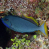 Xanthichthys auromarginatus mâle : 10-12 cm