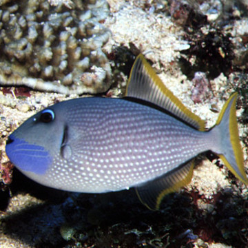 Xanthichthys auromarginatus mâle : 10-12 cm