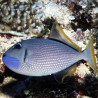 Xanthichthys auromarginatus mâle : 10-12 cm