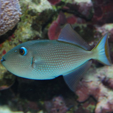 Xanthichthys auromarginatus femelle : 8-10 cm