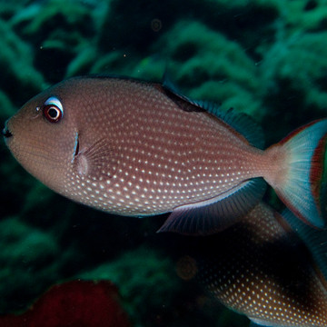 Xanthichthys auromarginatus femelle : 8-10 cm