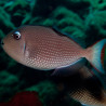 Xanthichthys auromarginatus femelle : 8-10 cm