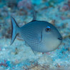 Xanthichthys auromarginatus femelle : 8-10 cm