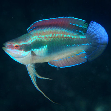 Cirrhilabrus Temminckii 7-10 cm