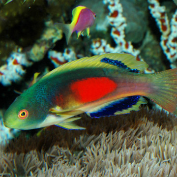 Cirrhilabrus Scottorum (Australië)