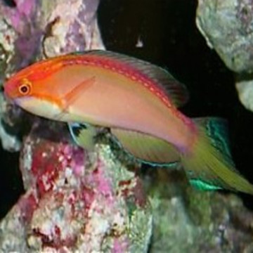 Cirrhilabrus Isosceles mâle