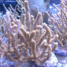 Rumphella Aggregata 10 cm