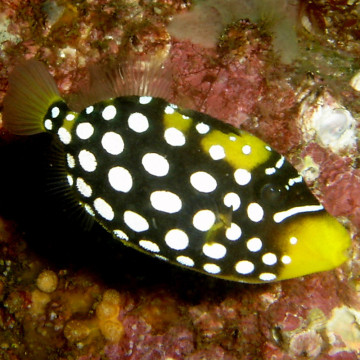 Balistoides conspicillum: 5 tot 7 cm  