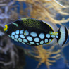 Balistoides conspicillum : 8 à 12 cm  