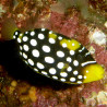 Balistoides conspicillum : 8 à 12 cm  