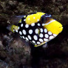 Balistoides conspicillum : 8 à 12 cm  