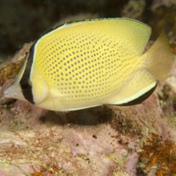 Chaetodon citrinellus : 7-10 cm  
