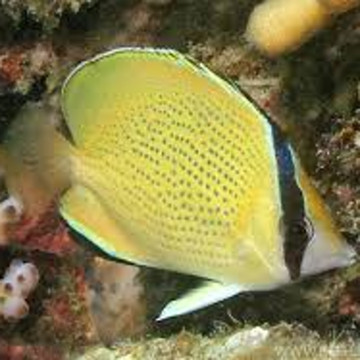 Chaetodon citrinellus : 7-10 cm  